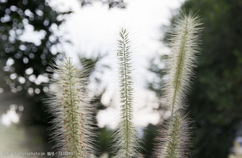 韧性狗尾巴草