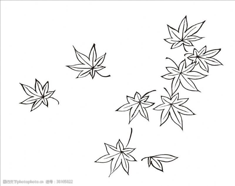 手绘植物枫叶