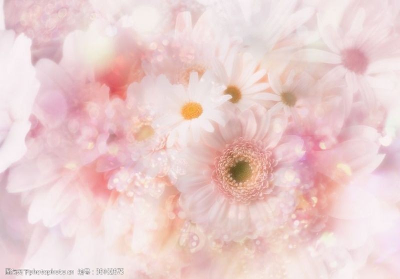 粉色背景粉色花朵底图