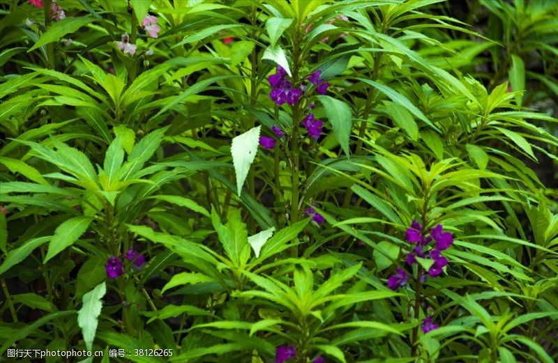 紫花背景图片免费下载 紫花背景素材 紫花背景模板 图行天下素材网