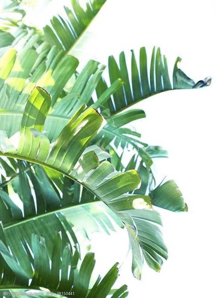 嫩绿背景芭蕉叶植物元素背景