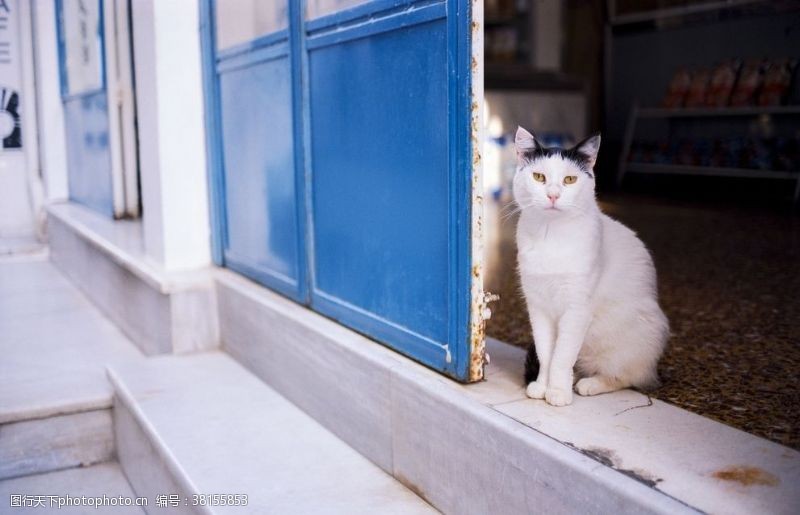 萌宠宠物猫