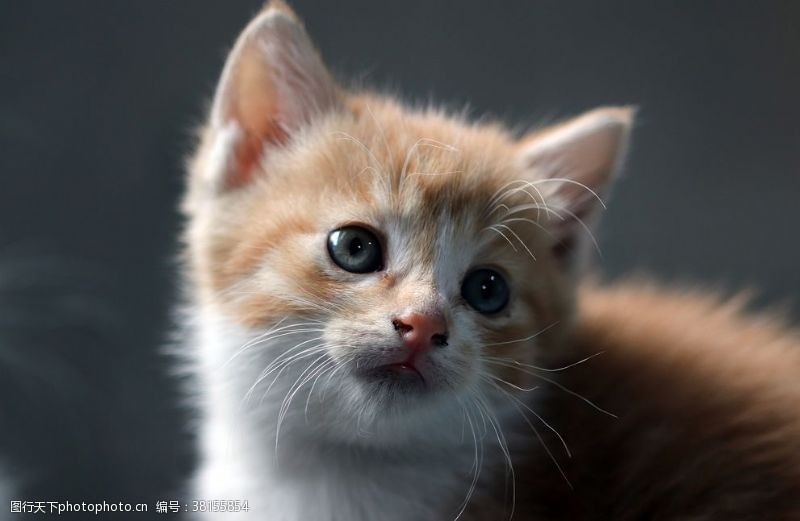 梨花猫图片免费下载 梨花猫素材 梨花猫模板 图行天下素材网