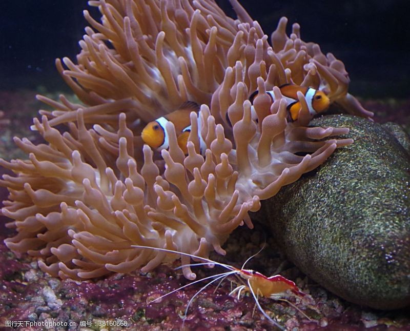 海洋生物小丑鱼