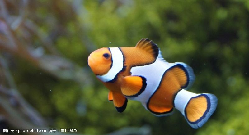 海洋生物小丑鱼