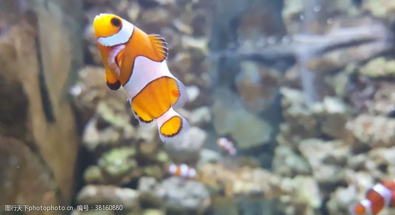 海洋生物小丑鱼