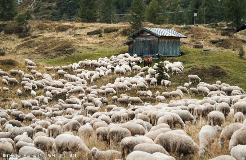 农场动物羊