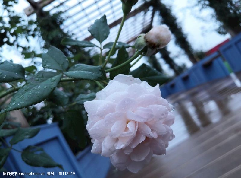 雨露月季花雨后待放