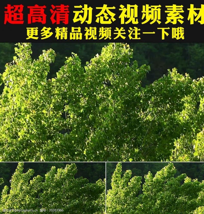 自然风景视频翠绿树叶叶子实拍视频素材