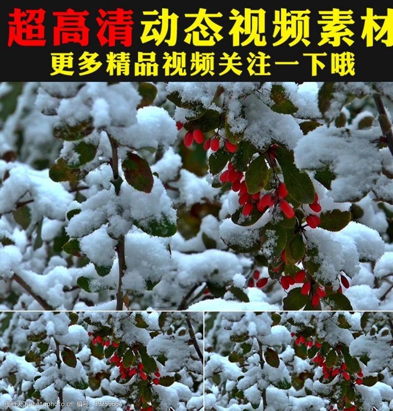 自媒体冬天雪里小红果实拍视频