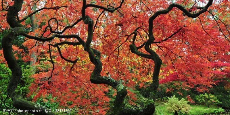 日本日本枫树风景