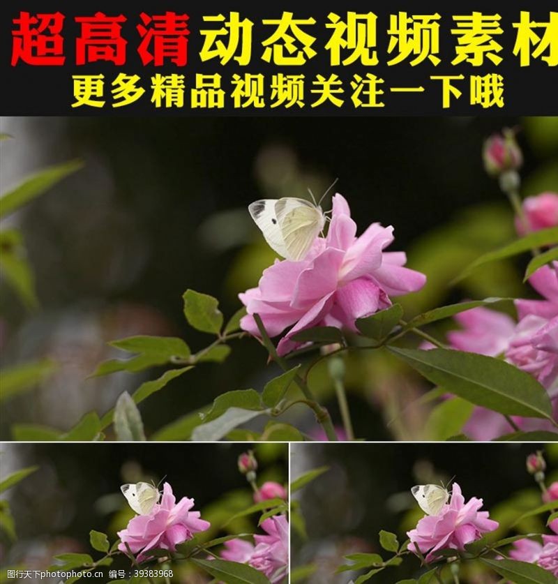 美丽春天粉色玫瑰月季鲜花盛开春天视频