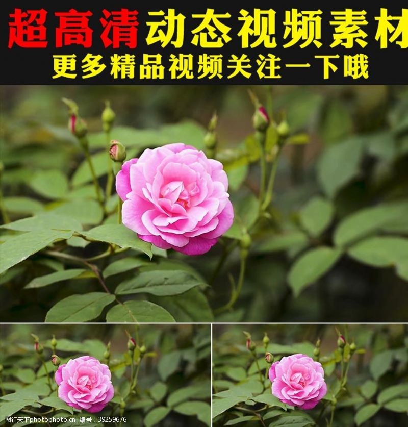 四叶草玫瑰牡丹月季春天鲜花花朵视频