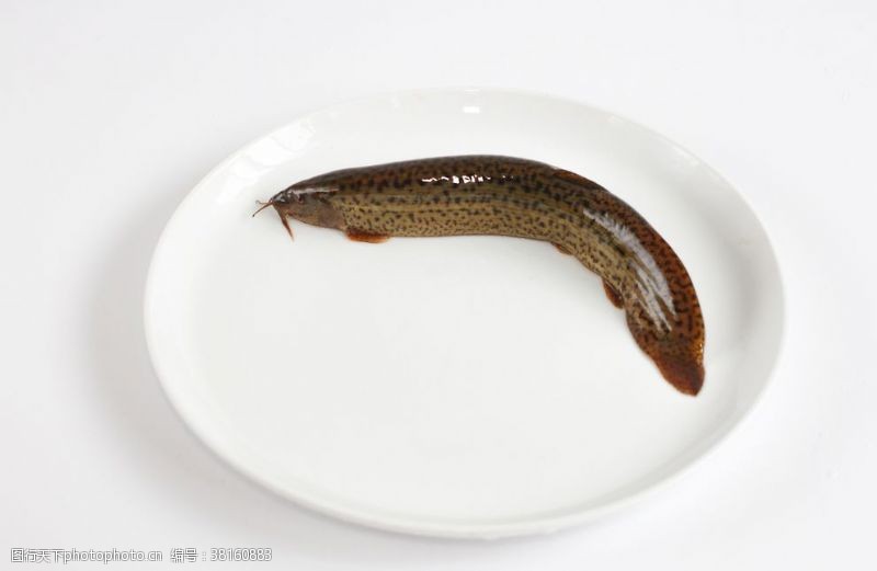 泥鳅鱼泥鳅火锅食材摄影图