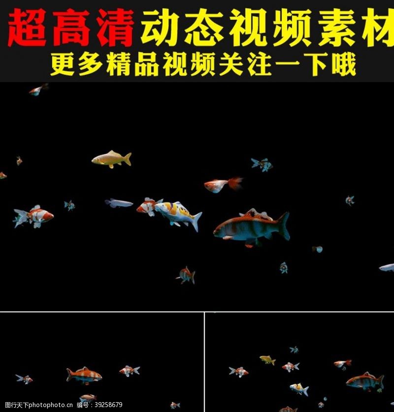 动态视频素材七彩鱼群金鱼鱼儿鱼类