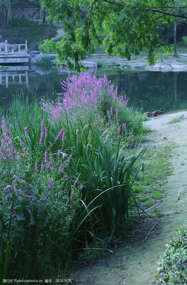 莲园林风景