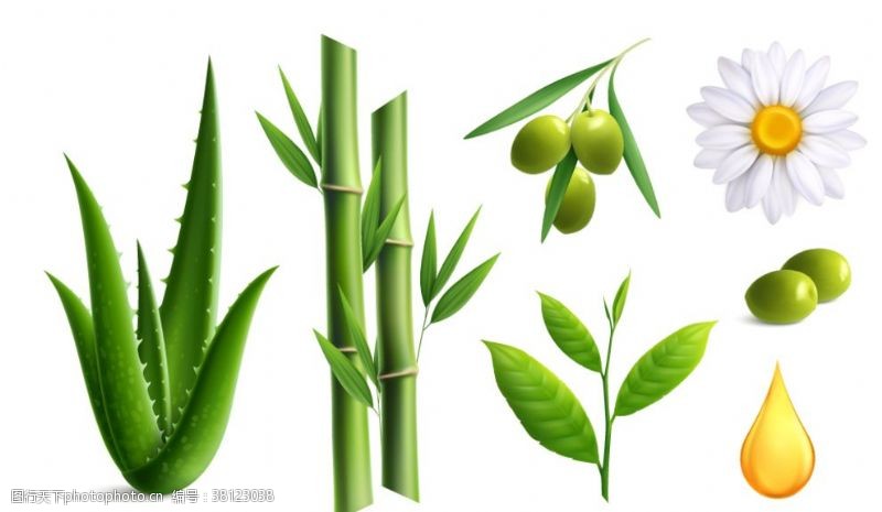 绿色芦荟素材植物花卉素材