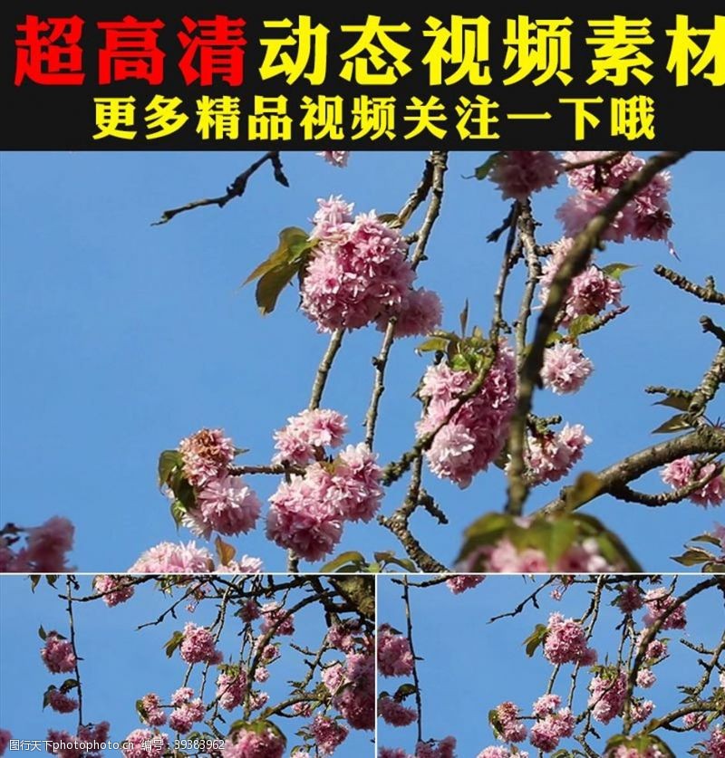 婚庆视频素材粉色梅花桃花樱花盛开实拍视频