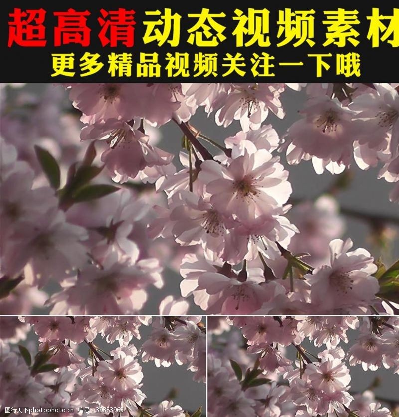 春天的背景粉色梅花桃花樱花盛开实拍视频