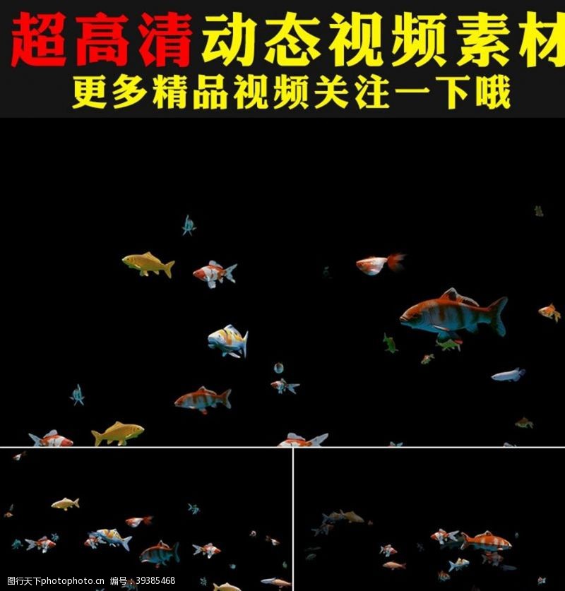 视频素材七彩鱼群金鱼鱼儿鱼类