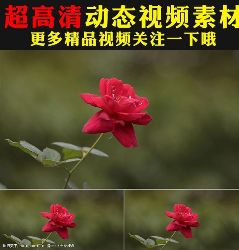 爱鸟周娇艳红色玫瑰花瓣花朵盛开视频