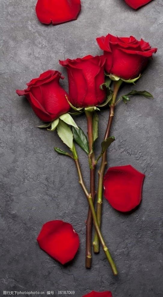 美丽迷人美丽的玫瑰花