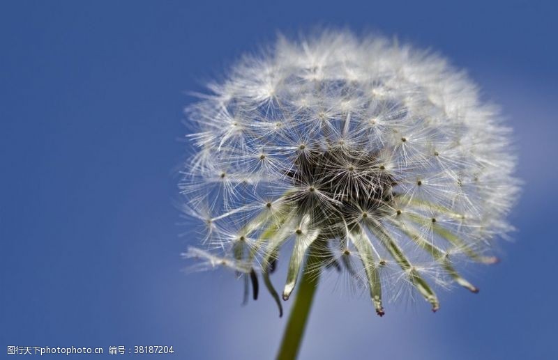 植物蒲公英蒲公英