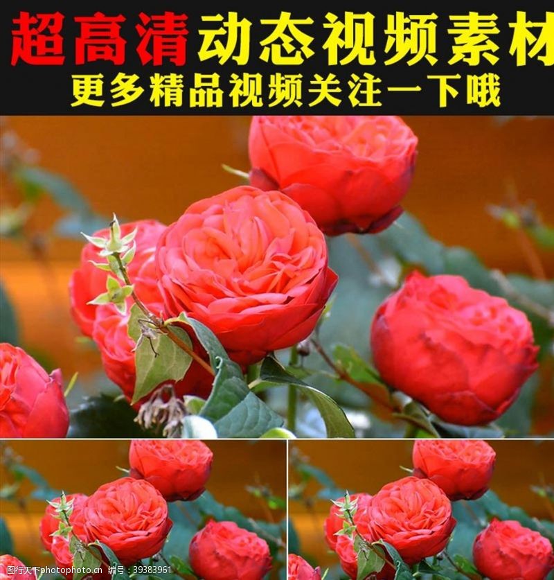 绿色温馨背景温馨红色玫瑰花瓣花朵盛开视频
