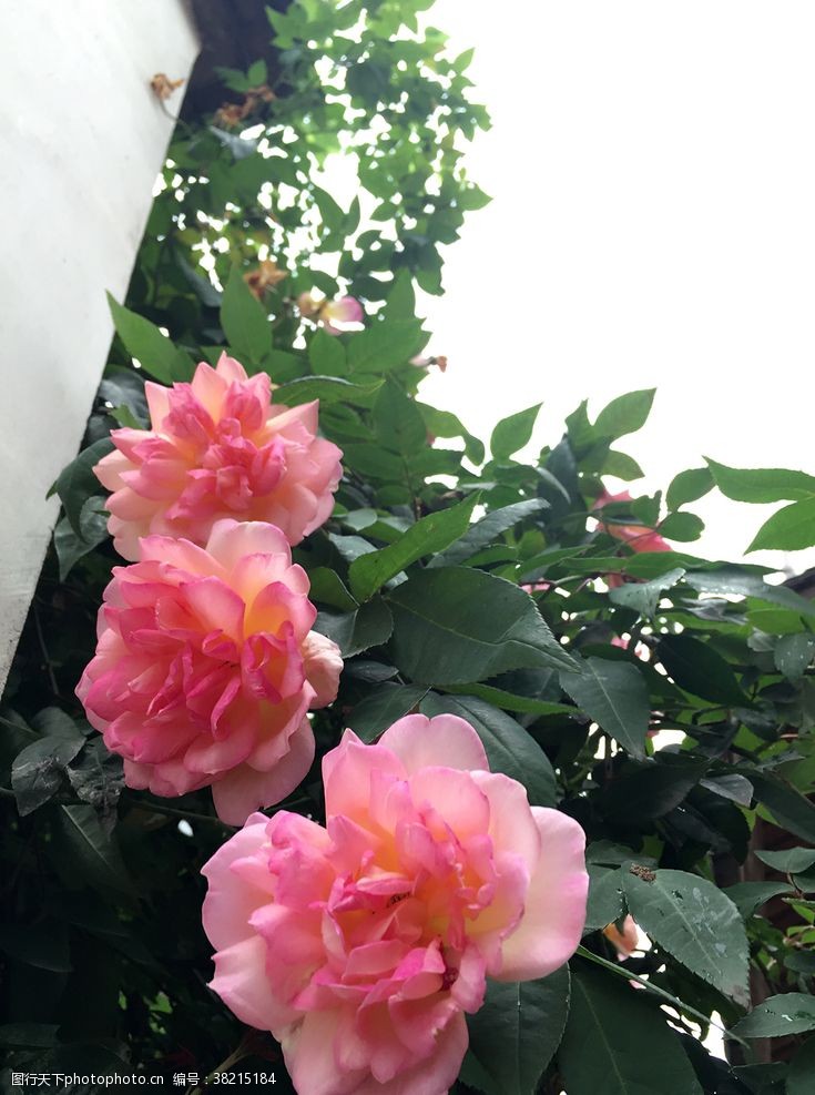 粉色系列蔷薇