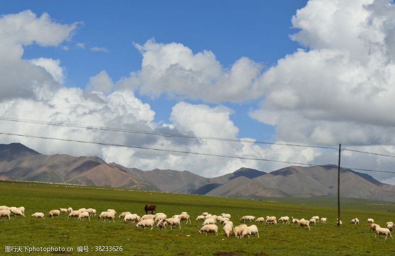 春天的背景草原上的羊群