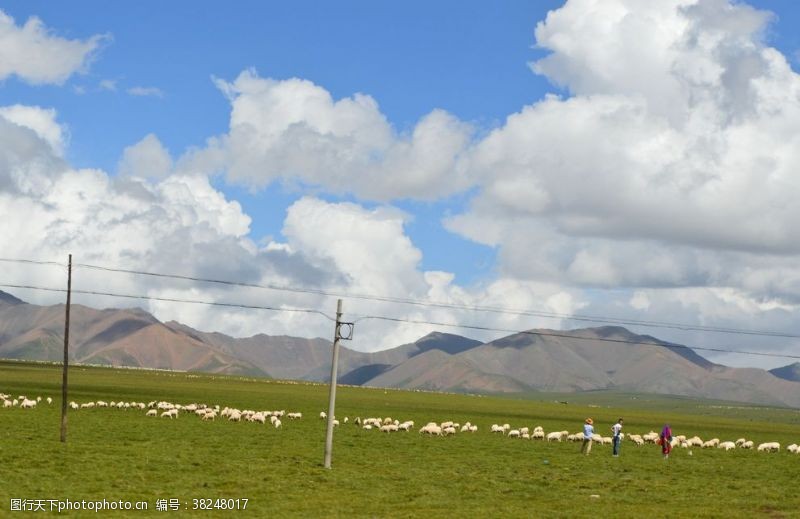 春天的背景草原上的羊群