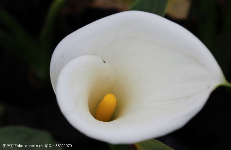 野生百合花慈姑花