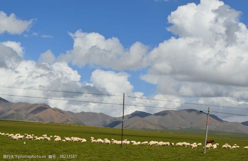 春天的背景可爱的羊群