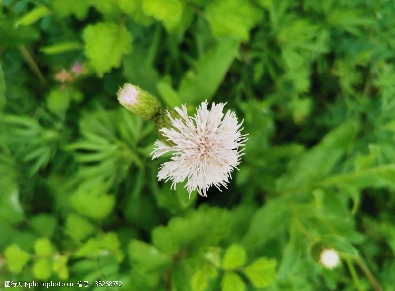 白菊花小雏菊