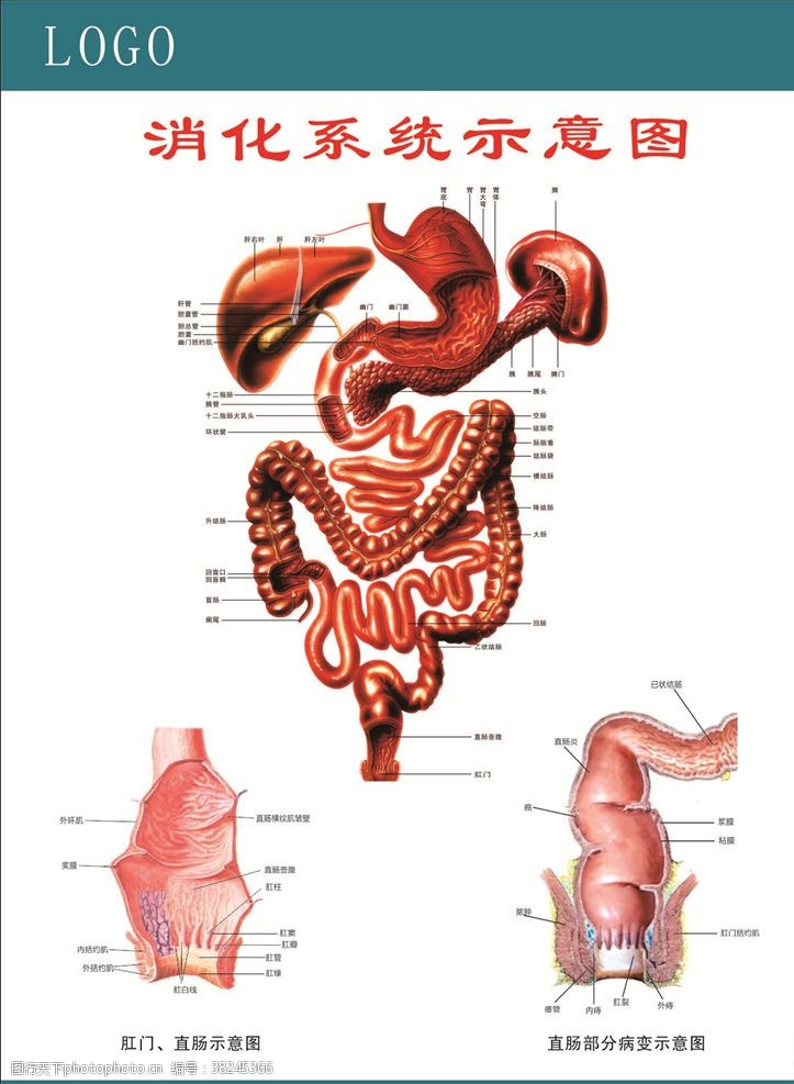 肛肠消化系统图