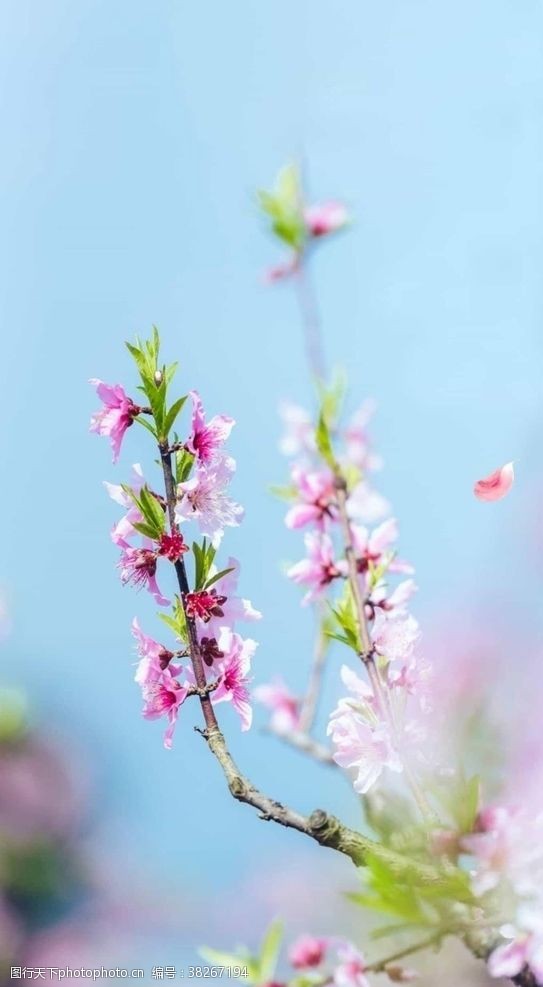 美丽迷人春天的桃花