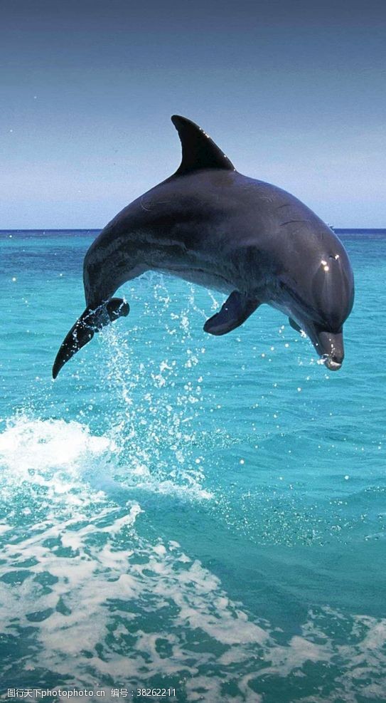 海豚飞跃飞跃水面的海豚