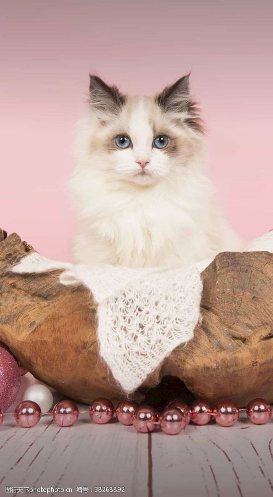 友善美丽的布偶猫