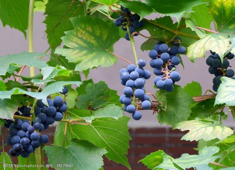 夏黑葡萄葡萄