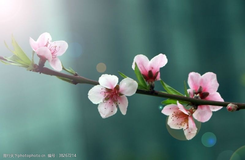 醉美樱花节桃花