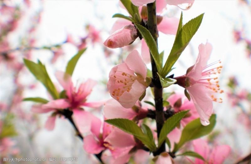 樱花主题桃花