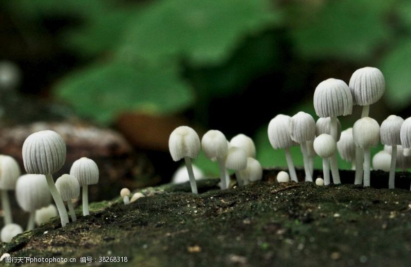 双孢菇小蘑菇