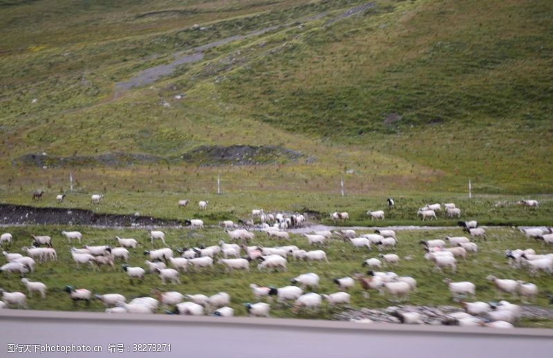 那拉提草原羊群