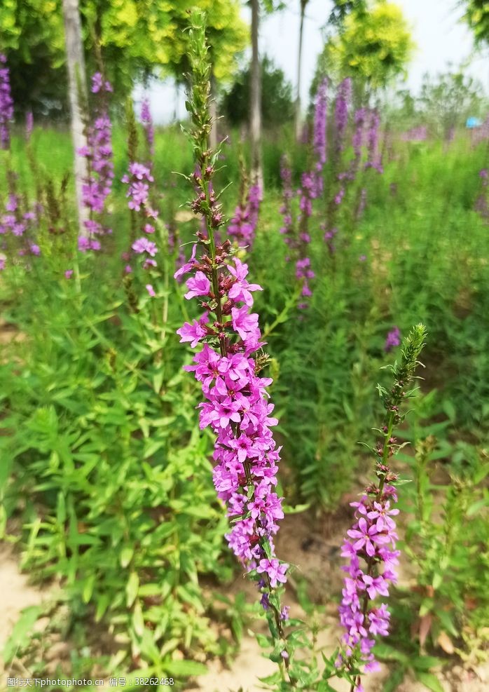 薰衣草地自然风景野花紫色花朵