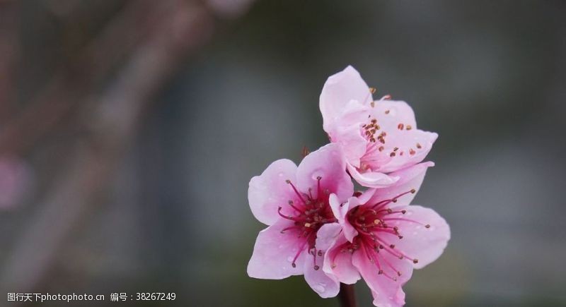 樱花主题桃花