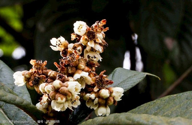 枇杷花图片免费下载 枇杷花素材 枇杷花模板 图行天下素材网