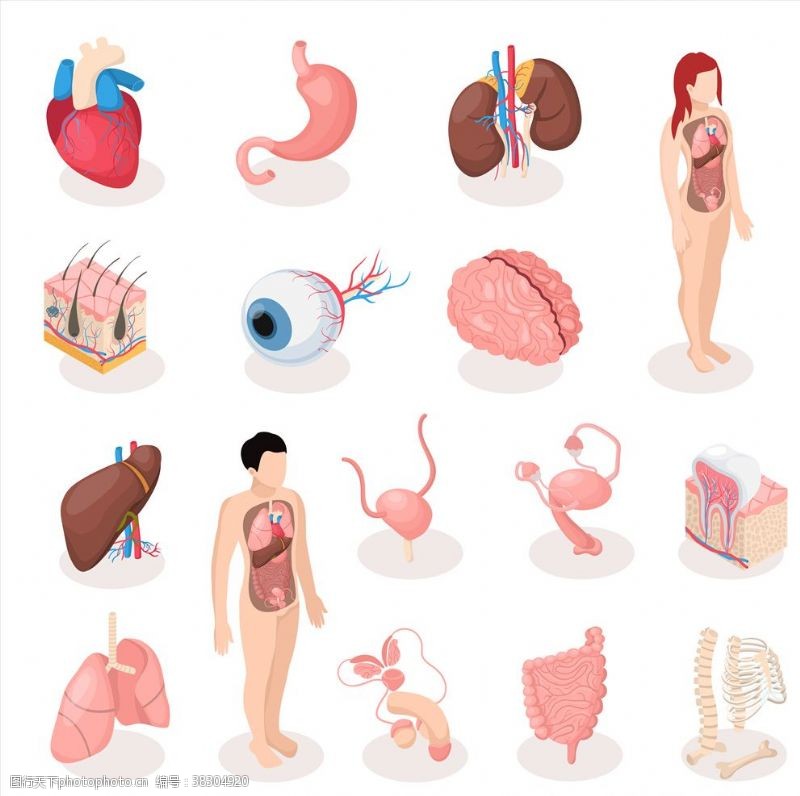 医疗器械类画册人类器官