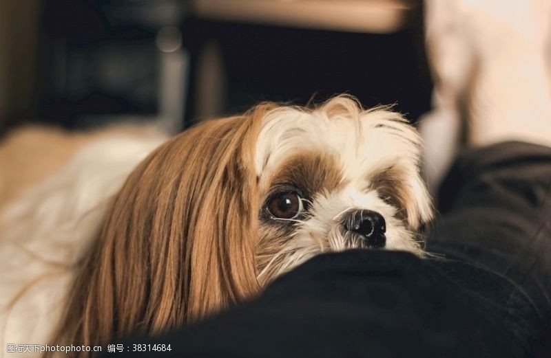 银狐犬西施犬