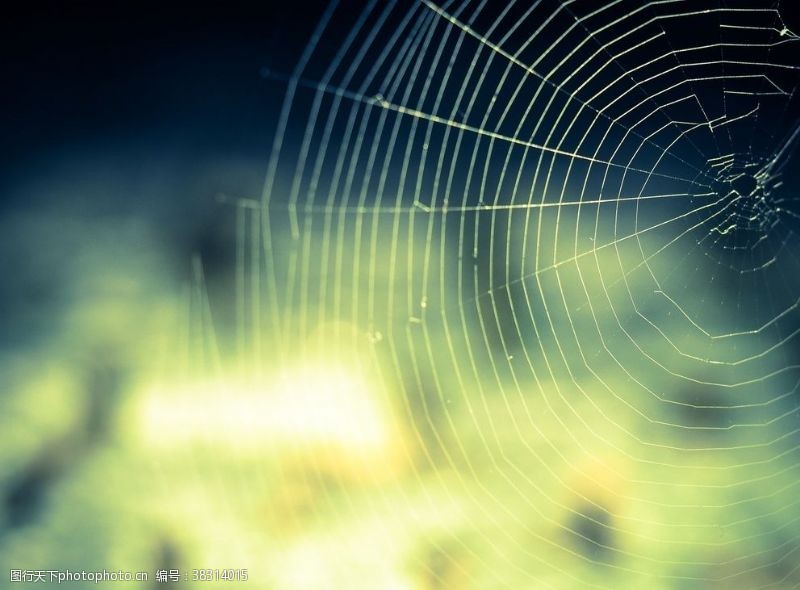 网状背景蜘蛛网