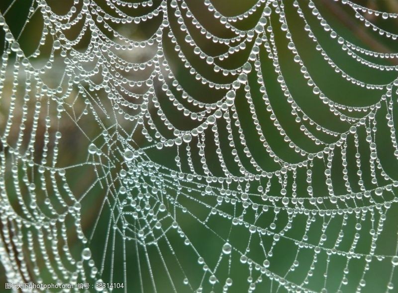 网状背景蜘蛛网